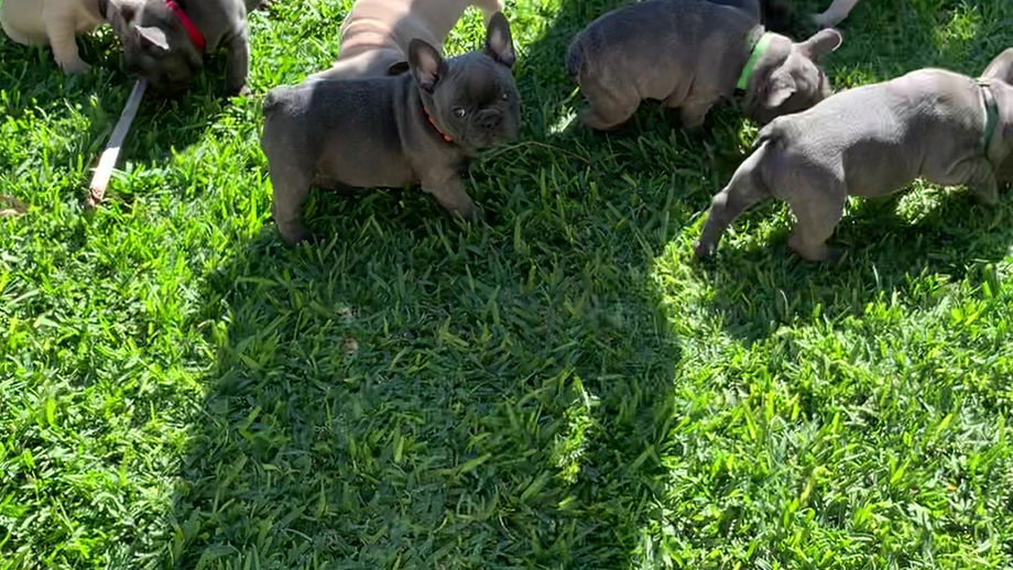 Betty's & Lily's 2023 puppies